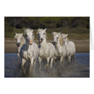 France, Camargue. Horses run