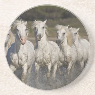 France, Camargue. Horses run Coaster