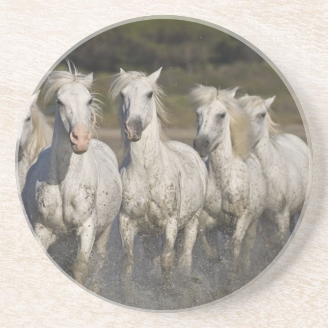 France, Camargue. Horses run Coaster (Front)