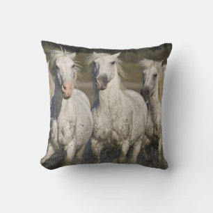 France, Camargue. Horses run Cushion