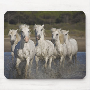 France, Camargue. Horses run Mouse Mat