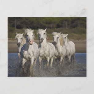 France, Camargue. Horses run through the 2 Postcard