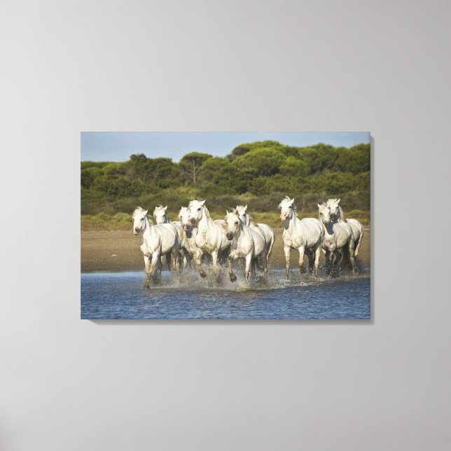France, Camargue. Horses run through the estuary 3 Canvas Print (Front)