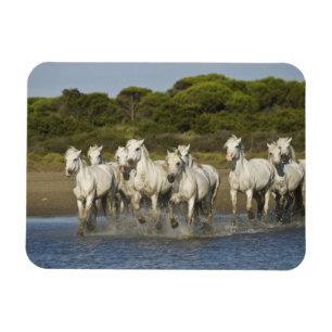 France, Camargue. Horses run through the estuary 3 Magnet