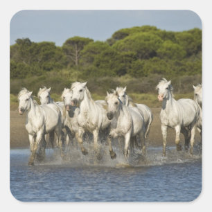 France, Camargue. Horses run through the estuary 3 Square Sticker