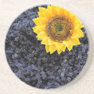 France, Provence-Alpes-Cote d'Azur Coaster