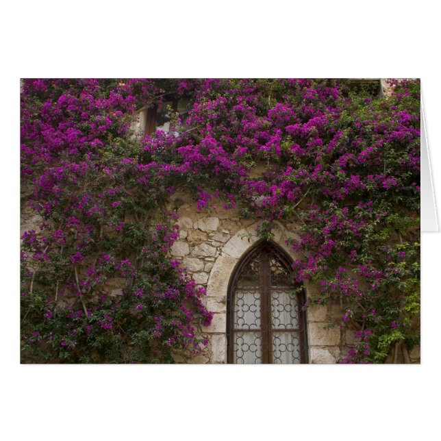 France, Provence, Eze. Bright pink (Front Horizontal)