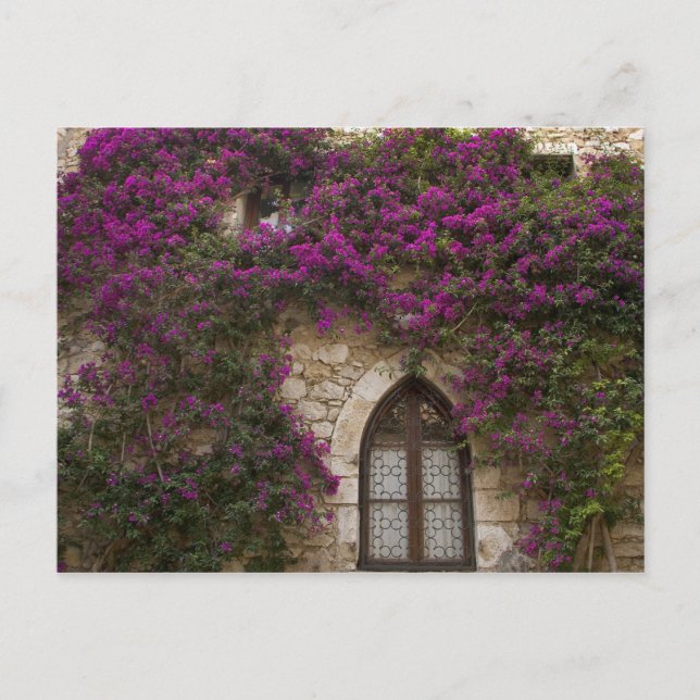 France, Provence, Eze. Bright pink Postcard (Front)