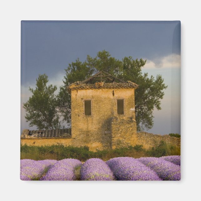 France, Provence. Field of lavender and Magnet (Front)