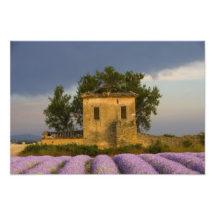 France, Provence. Field of lavender and Photo Print