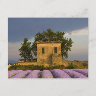 France, Provence. Field of lavender and Postcard
