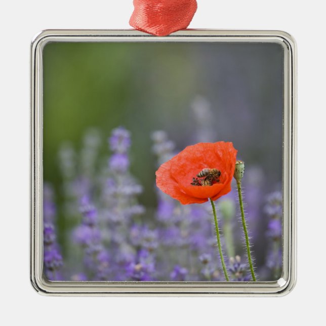 France, Provence. Lone poppy in field of Metal Tree Decoration (Front)