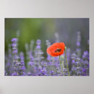 France, Provence. Lone poppy in field of Poster