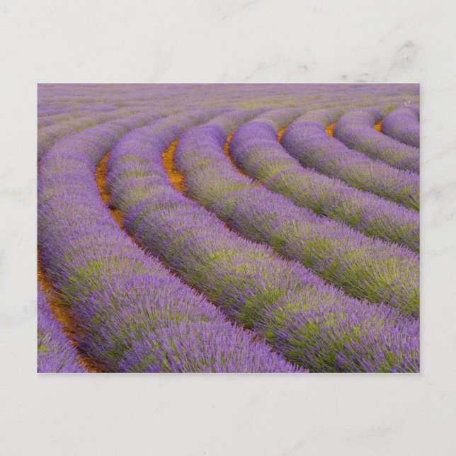 France, Provence region. Curved rows of Postcard (Front)