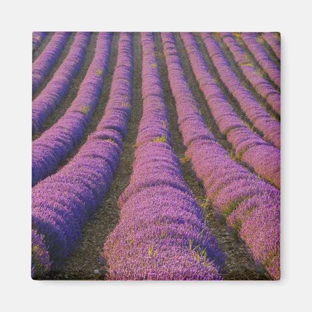 France, Provence Region. Orderly rows of Magnet (Front)