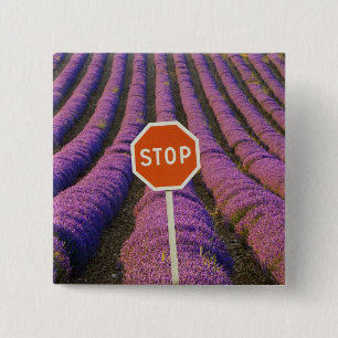 France, Provence. Rows of lavender and stop 15 Cm Square Badge