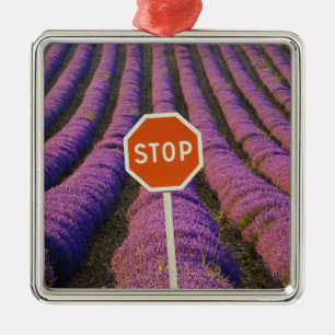 France, Provence. Rows of lavender and stop Metal Tree Decoration
