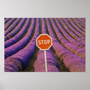France, Provence. Rows of lavender and stop Poster