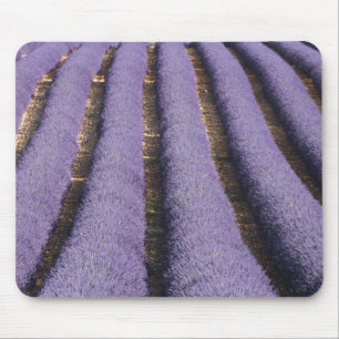 France, Provence. Rows of lavender in bloom. 2 Mouse Mat