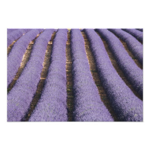 France, Provence. Rows of lavender in bloom. 2 Photo Print