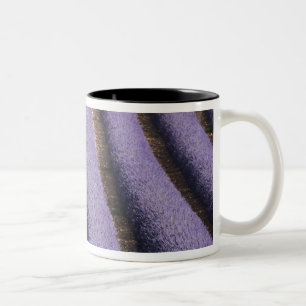 France, Provence. Rows of lavender in bloom. 2 Two-Tone Coffee Mug