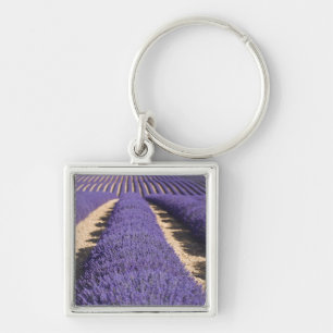 France, Provence. Rows of lavender in bloom. 3 Key Ring