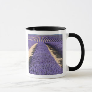 France, Provence. Rows of lavender in bloom. 3 Mug