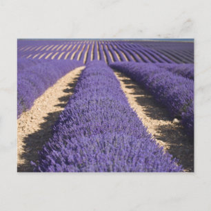 France, Provence. Rows of lavender in bloom. 3 Postcard