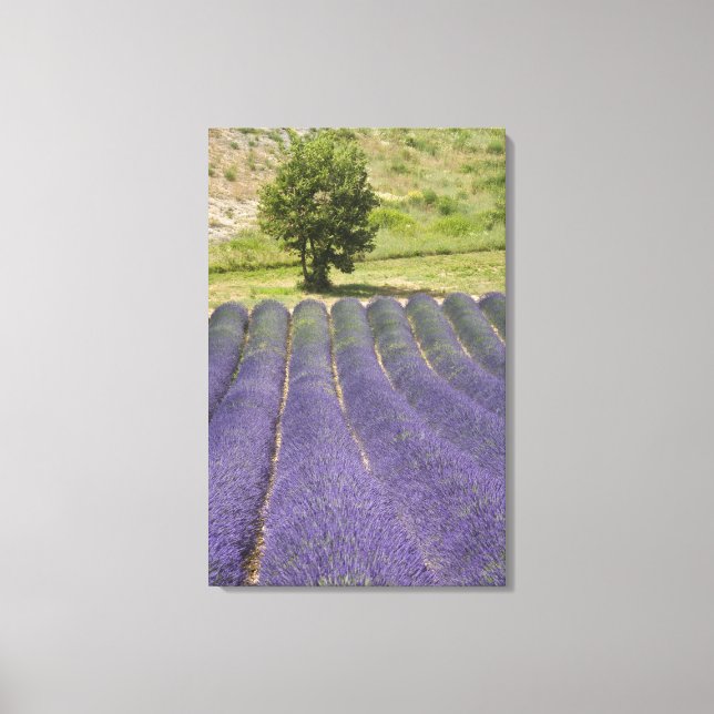 France, Provence. Rows of lavender in bloom. Canvas Print (Front)