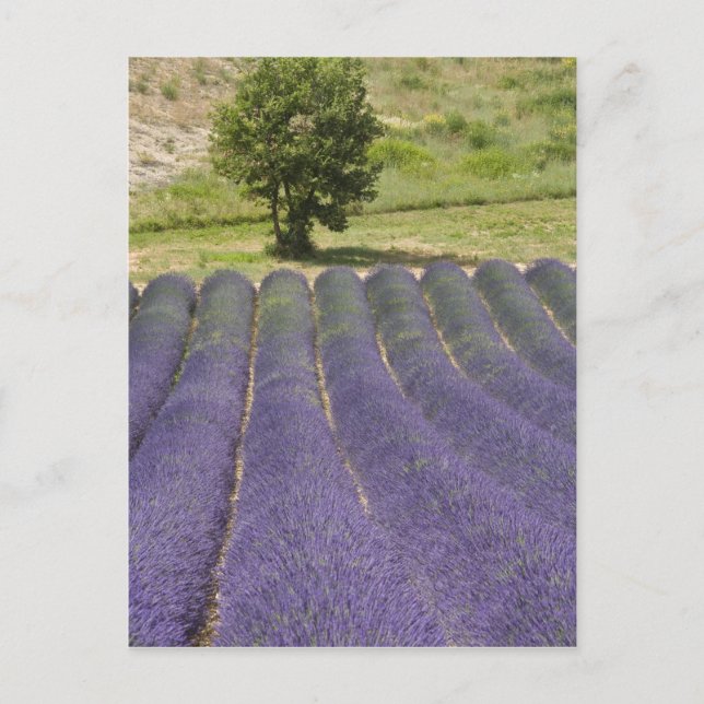 France, Provence. Rows of lavender in bloom. Postcard (Front)