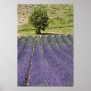 France, Provence. Rows of lavender in bloom. Poster
