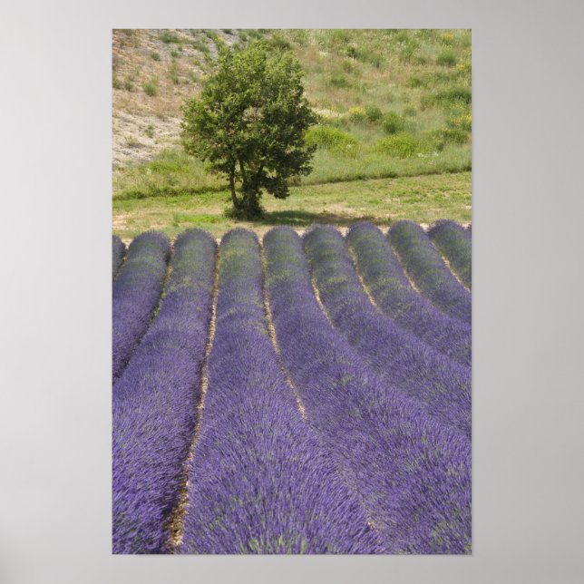 France, Provence. Rows of lavender in bloom. Poster (Front)