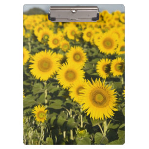 France, Provence, Valensole. Field of Clipboard