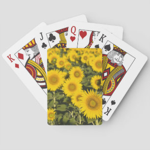 France, Provence, Valensole. Field of Playing Cards