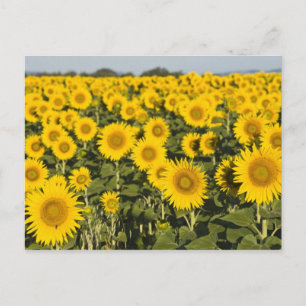 France, Provence, Valensole. Field of Postcard