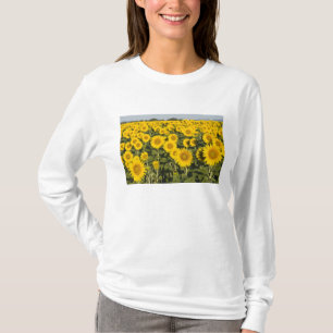 France, Provence, Valensole. Field of T-Shirt