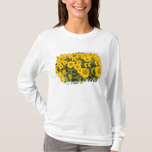 France, Provence, Valensole. Field of T-Shirt