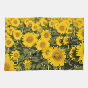 France, Provence, Valensole. Field of Tea Towel