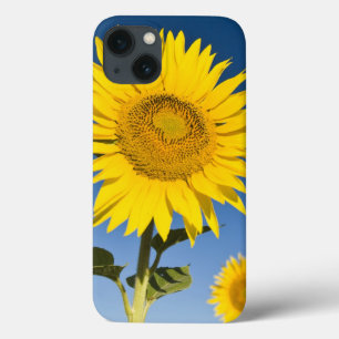 France, Provence, Valensole. Sunflowers stand iPhone 13 Case
