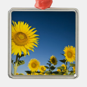 France, Provence, Valensole. Sunflowers stand Metal Tree Decoration