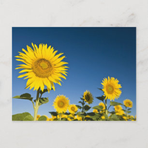 France, Provence, Valensole. Sunflowers stand Postcard