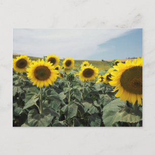 France Provence, View of sunflowers field Postcard