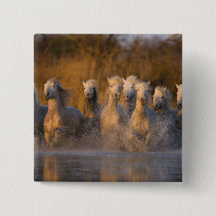 France, Provence. White Camargue horses 15 Cm Square Badge