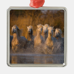 France, Provence. White Camargue horses Metal Tree Decoration
