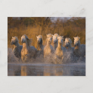 France, Provence. White Camargue horses Postcard