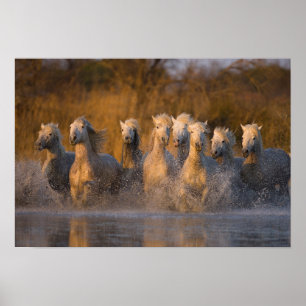 France, Provence. White Camargue horses Poster