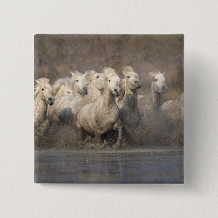 France, Provence. White Camargue horses running 15 Cm Square Badge