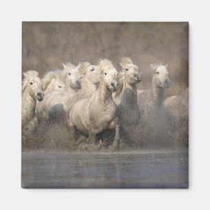 France, Provence. White Camargue horses running Magnet