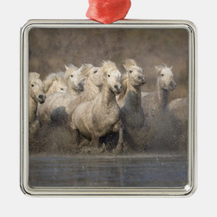 France, Provence. White Camargue horses running Metal Tree Decoration