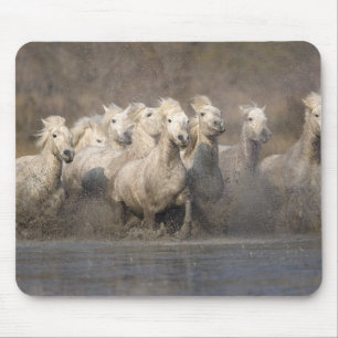 France, Provence. White Camargue horses running Mouse Mat